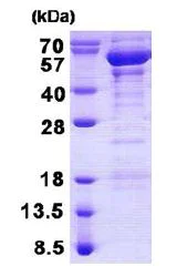 SDS-PAGE - Recombinant Human TANK/TRAF2 protein (His tag N-Terminus) (AB140046)