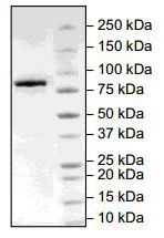 SDS-PAGE - Recombinant human Tankyrase 2/TNKS2 protein (GST tag N-Terminus) (AB198755)