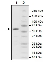 SDS-PAGE - Recombinant human Tankyrase protein (GST tag N-Terminus) (AB198639)