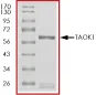 SDS-PAGE - Recombinant human TAOK1 protein (AB63169)