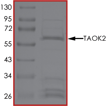 Recombinant human TAOK2 protein