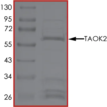 SDS-PAGE - Recombinant human TAOK2 protein (AB61426)