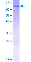 SDS-PAGE - Recombinant Human TAP1 protein (GST tag N-Terminus) (AB159637)