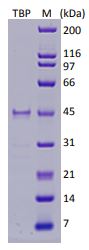 Recombinant Human TATA binding protein TBP