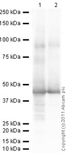 Western blot - Recombinant Human TATA binding protein TBP (AB81897)