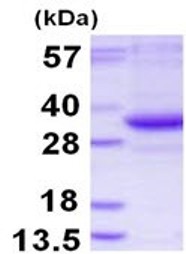 Recombinant Human TATDN3 protein