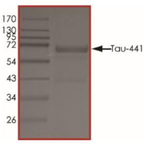 SDS-PAGE - Recombinant Human Tau (biotinylated , phospho ) protein (AB269023), expandable thumbnail