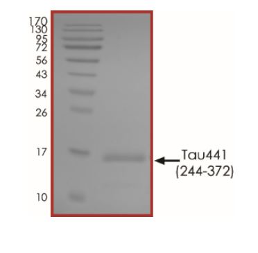 SDS-PAGE - Recombinant Human Tau (biotinylated ) protein (AB269000), expandable thumbnail
