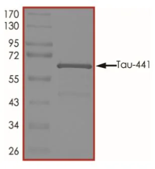 SDS-PAGE - Recombinant Human Tau (biotinylated) protein (AB269018)