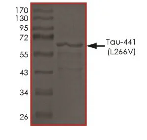 SDS-PAGE - Recombinant Human Tau (mutated L266V) protein (Tag Free) (AB269005)
