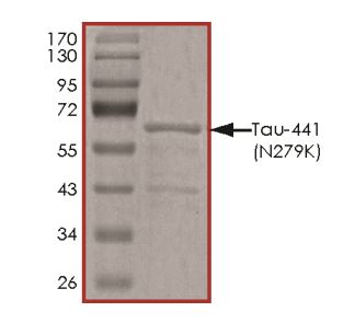 SDS-PAGE - Recombinant Human Tau (mutated N279K) protein (AB269006), expandable thumbnail