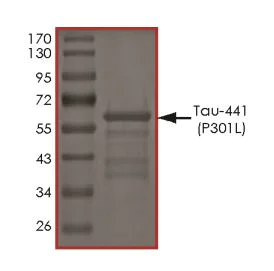 SDS-PAGE - Recombinant Human Tau (mutated P301L) protein (AB269007)