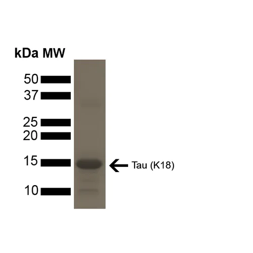 SDS-PAGE - Recombinant human Tau (mutated P301L) protein (Active) (AB246004)