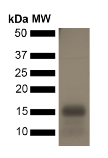 SDS-PAGE - Recombinant human Tau (mutated P301L) protein (Active) (AB256151), expandable thumbnail