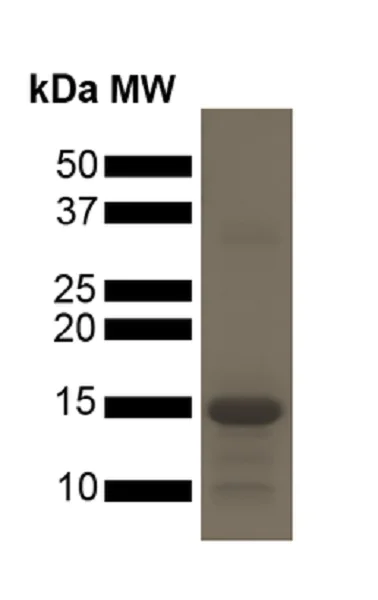 SDS-PAGE - Recombinant human Tau (mutated P301L) protein (Active) (AB256152)