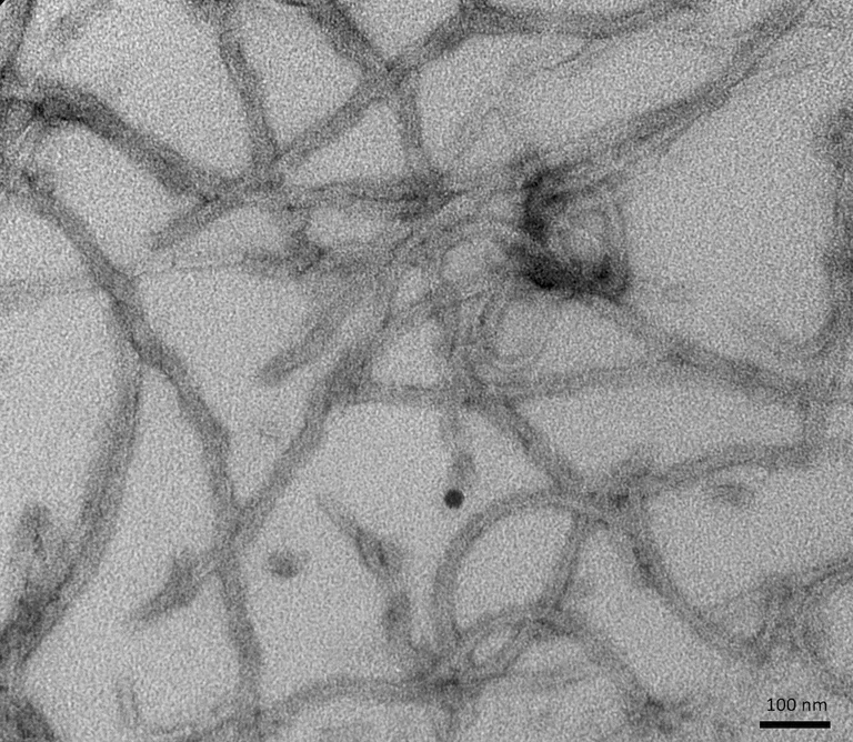 Electron Microscopy - Recombinant human Tau (mutated P301L) protein (Active) (Tag Free) (AB256152)