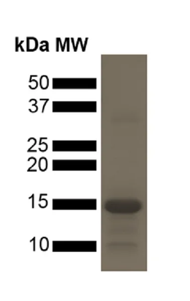 SDS-PAGE - Recombinant human Tau (mutated P301L) protein (Active) (Tag Free) (AB256152)