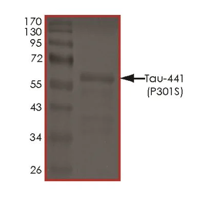 SDS-PAGE - Recombinant Human Tau (mutated P301S) protein (AB269008)