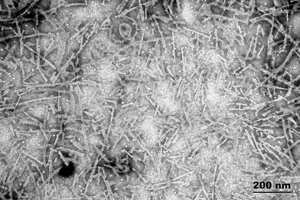 Electron Microscopy - Recombinant human Tau (mutated P301S) protein aggregate (Active) (AB246003), expandable thumbnail