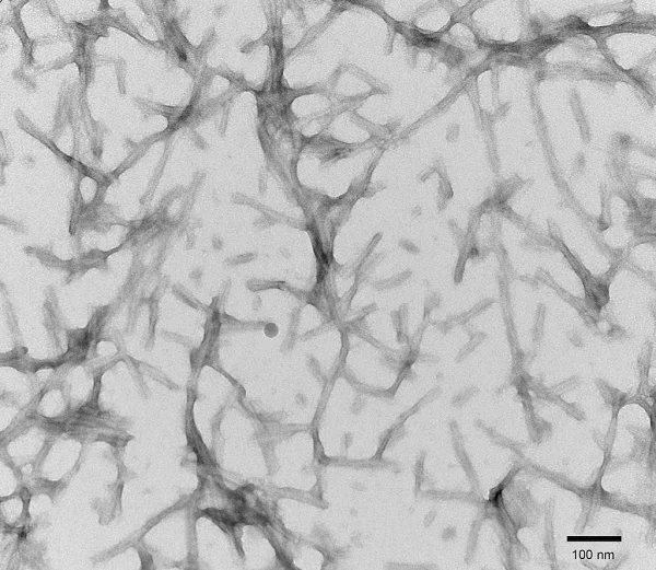 Electron Microscopy - Recombinant human Tau (mutated P301S) protein aggregate (Active) (AB246003)