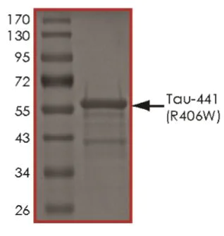 SDS-PAGE - Recombinant Human Tau (mutated R406W) protein (AB269009)