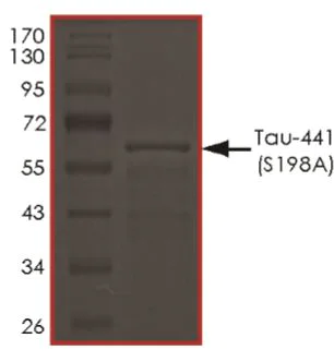 SDS-PAGE - Recombinant Human Tau (mutated S198A) protein (AB269010)