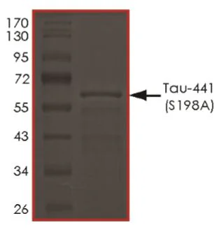 SDS-PAGE - Recombinant Human Tau (mutated S198A) protein (Tag Free) (AB269010)