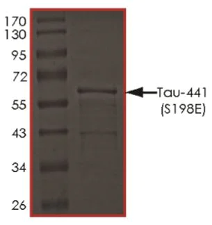 SDS-PAGE - Recombinant Human Tau (mutated S198E) protein (AB269011)