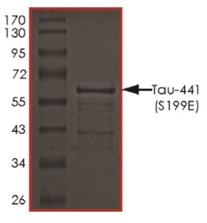 SDS-PAGE - Recombinant Human Tau (mutated S199E) protein (AB269012), expandable thumbnail