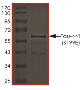 SDS-PAGE - Recombinant Human Tau (mutated S199E) protein (AB269012)