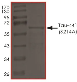 SDS-PAGE - Recombinant Human Tau (mutated S214A) protein (AB269013)