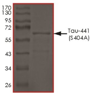 SDS-PAGE - Recombinant Human Tau (mutated S404A) protein (AB269016), expandable thumbnail