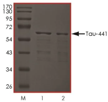 SDS-PAGE - Recombinant Human Tau (phospho ) protein (AB269019)