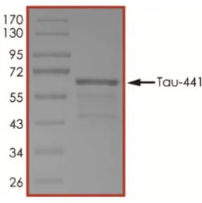 SDS-PAGE - Recombinant Human Tau (phospho ) protein (AB269021)