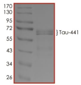 SDS-PAGE - Recombinant Human Tau (phospho ) protein (AB269022), expandable thumbnail
