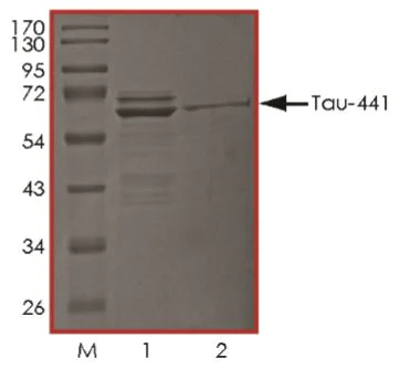 SDS-PAGE - Recombinant Human Tau (phospho ) protein (AB269024)