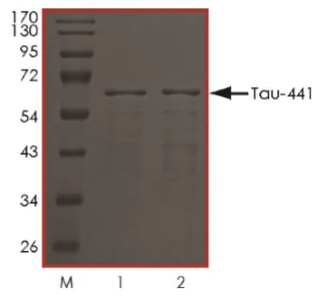 SDS-PAGE - Recombinant Human Tau (phospho ) protein (AB269026)