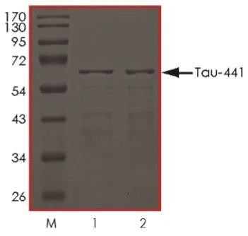 SDS-PAGE - Recombinant Human Tau (phospho ) protein (Tag Free) (AB269020)