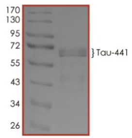 SDS-PAGE - Recombinant Human Tau (phospho ) protein (Tag Free) (AB269022)