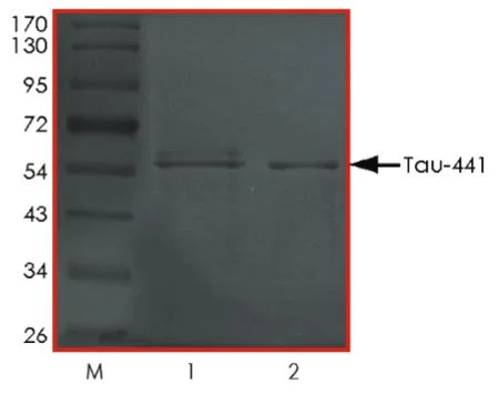SDS-PAGE - Recombinant Human Tau (phospho ) protein (Tag Free) (AB269025)