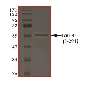 SDS-PAGE - Recombinant Human Tau protein (AB268991)