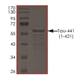 SDS-PAGE - Recombinant Human Tau protein (AB268992)