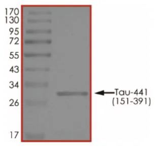 SDS-PAGE - Recombinant Human Tau protein (AB268993)