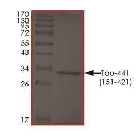 SDS-PAGE - Recombinant Human Tau protein (AB268994)
