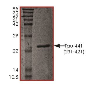 SDS-PAGE - Recombinant Human Tau protein (AB268997), expandable thumbnail