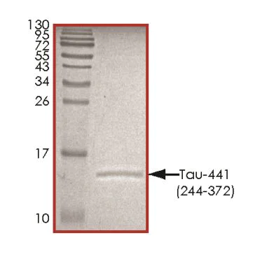 SDS-PAGE - Recombinant Human Tau protein (AB268999)