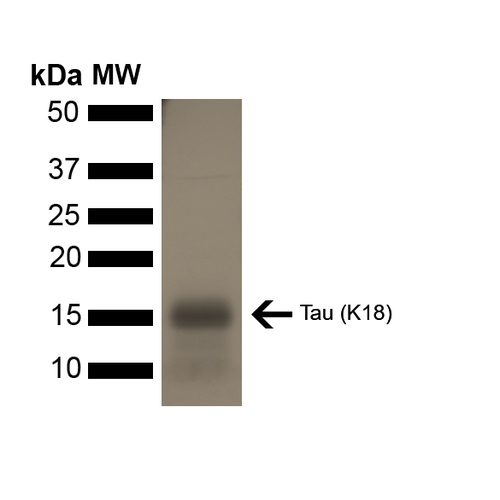 SDS-PAGE - Recombinant human Tau protein (Active) (AB246006), expandable thumbnail