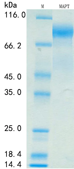 SDS-PAGE - Recombinant Human Tau Protein Standard (His tag) (AB316441)