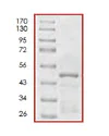 SDS-PAGE - Recombinant Human Tau352 protein (AB84623)