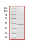 SDS-PAGE - Recombinant Human Tau383 protein (AB84766), expandable thumbnail